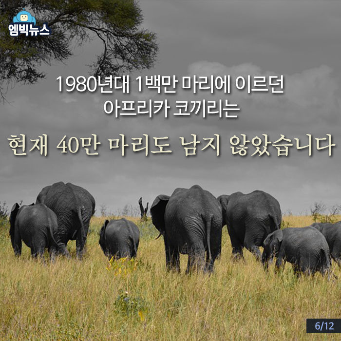 상아 이미지