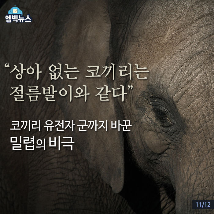 상아 이미지