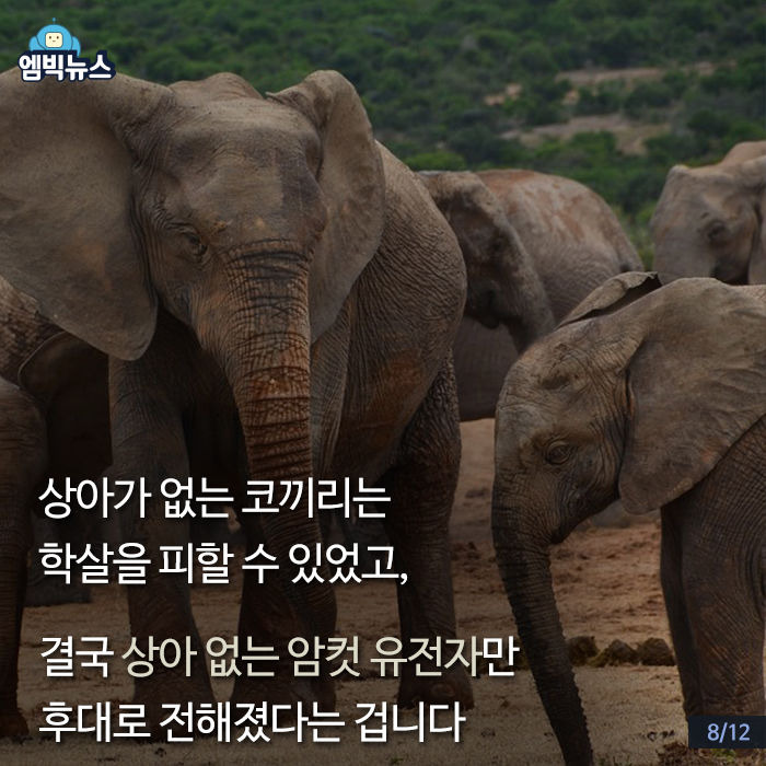 상아 이미지
