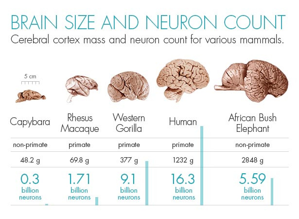 how many neurons in a human brain