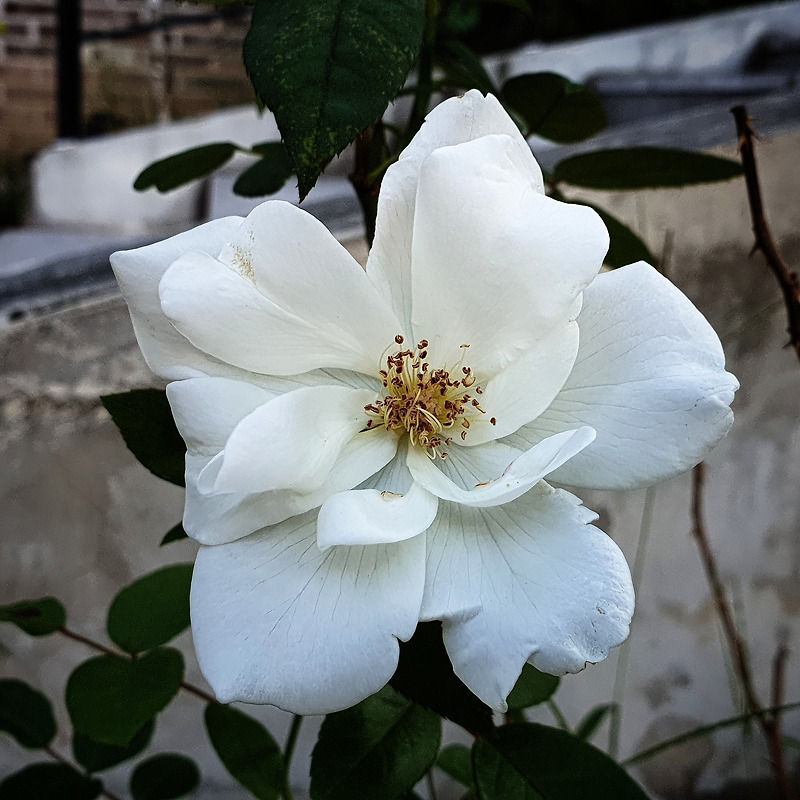 정원용 하얀 장미