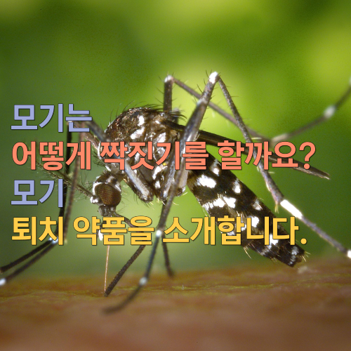 모기 어떻게 짝짓기를 할까요? 모기 퇴치 약품을 소개합니다.