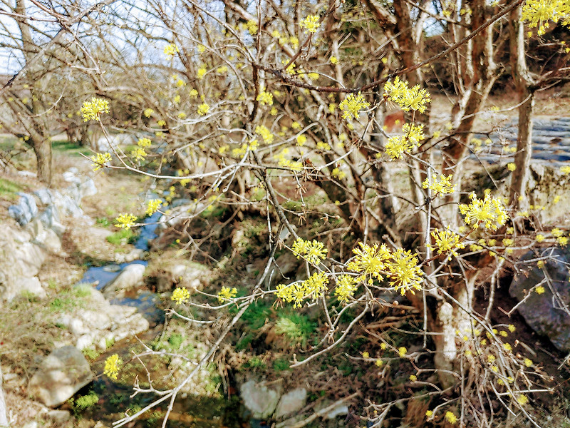 노랗게 물든 이천 산수유 마을 산책하기 좋은 봄꽃 명소