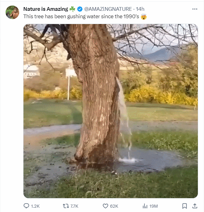 무엇이 러시아로 이주를 막고 있나 ㅣ 1990년대부터 나무에서 쏟아지고 있는 물 VIDEO: What is preventing you from moving to Russia? ㅣ This tree has been gushing water since the 1990's