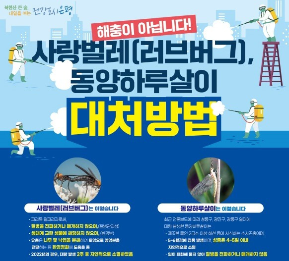 러브버그 출몰 원인, 생태 및 특징 그리고 대처 방법은?