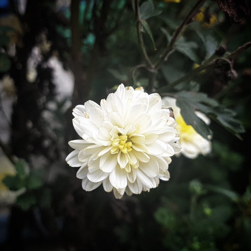 하얀 국화꽃 한송이