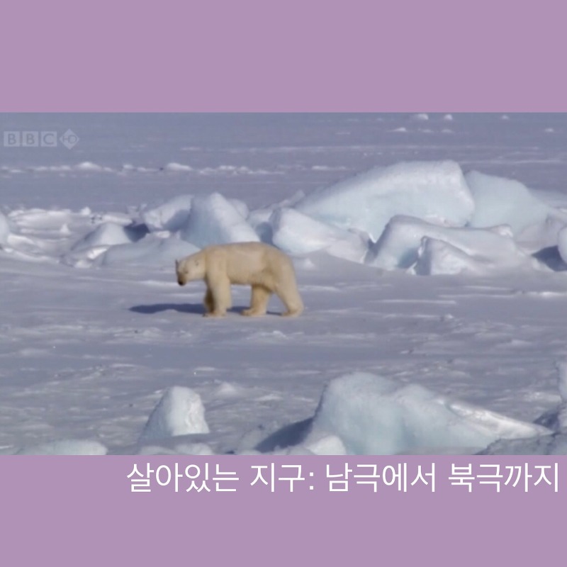 살아있는 지구  /시즌 1: 남극에서 북극까지