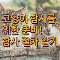 고양이 합사하는 방법, 고양이 합사를 위한 준비 / feat 냐옹신