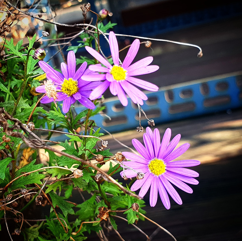 보라색 애스터꽃과 주변에 말라버린 꽃줄기들