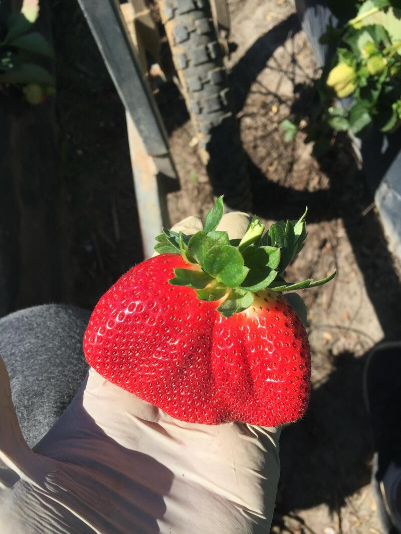 호주 카불쳐 딸기 농장 체험