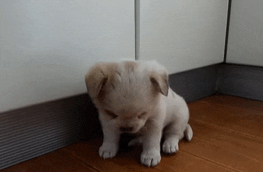 가슴 미어지는 졸음 참는 강아지  VIDEO:Who's heart won't be melted by image of puppy resisting drowsiness?