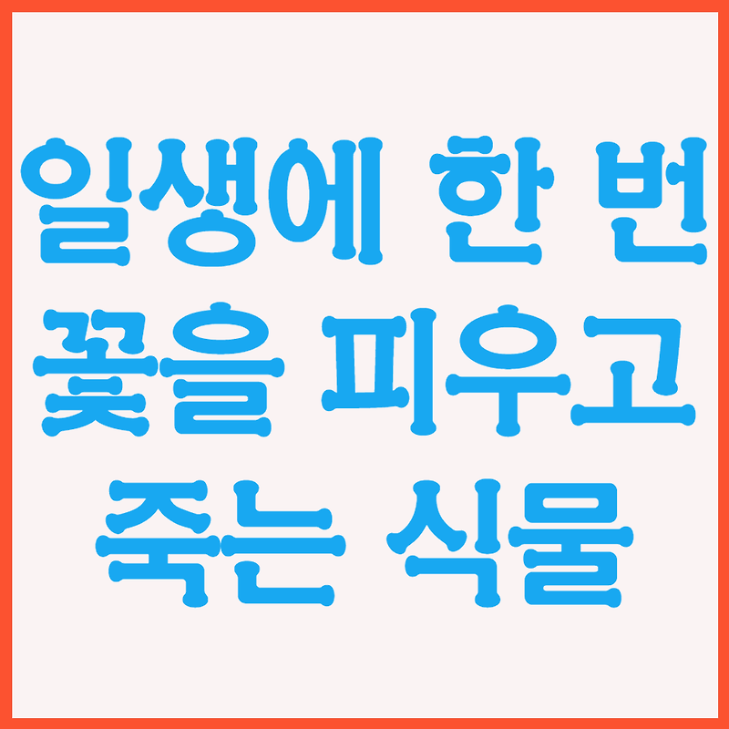 일생에 한 번 꽃을 피우고 죽는 식물들-정선바위솔,황변만년란,대나무,용설란