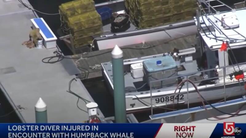 고래 입 속에 들어갔다  내 밷어진 바닷가재 잠수부 VIDEO:Lobster Diver Says He Was Nearly Swallowed By Whale Off Cape Cod