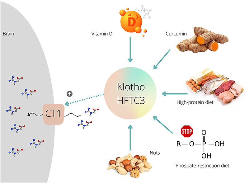 노화로 인한 클로토(Klotho) 단백질 감소...보충하면뇌 노화 예방 가능할까 Longevity factor klotho enhances cognition in aged nonhuman primates