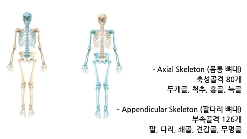 (해부학) 뼈대계통 팔다리뼈대