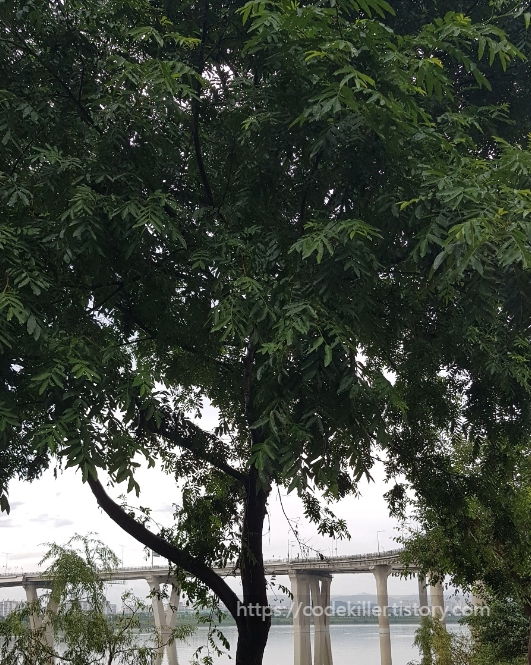 [나무의사 주요수종] 16.중국굴피나무