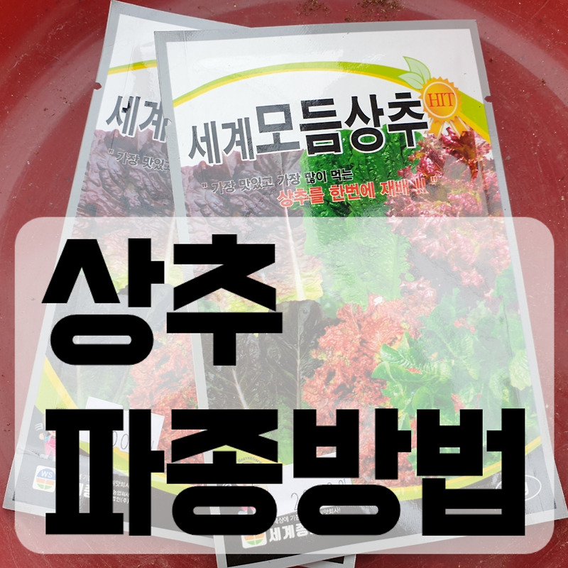 상추 파종방법 파종시기