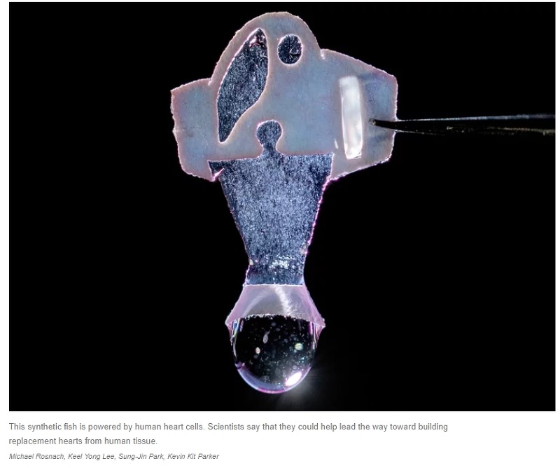 한국 과학자들, 인간 심장 줄기세포로 움직이는 로봇 물고기 개발 Watch these robotic fish swim to the beat of human heart cells