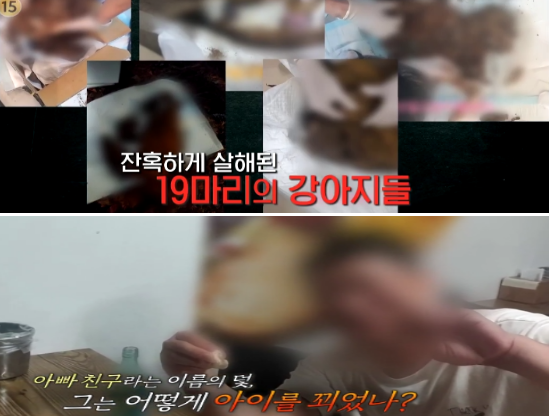 궁금한 이야기 y 군산 푸들 강아지 학대 신상 누구 아빠 친구의 덫 16살 딸 570회