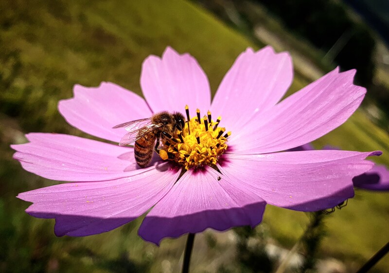 핑크빛 코스모스에 꿀벌 한 마리