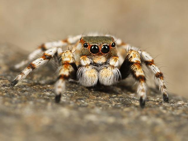 거미에 관한 놀라운 사실들, 신기한 생물