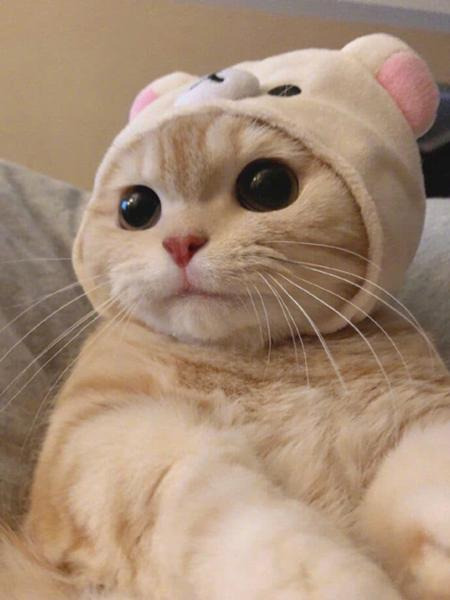 고양이 사과 먹어도 되나요? 괜찮아요!