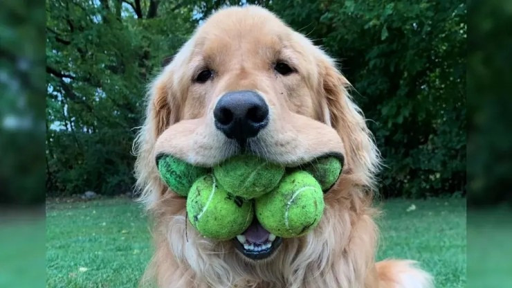 가장 유연한 입을 가진 동물은?...리트리버? Which animal has the stretchiest mouth?