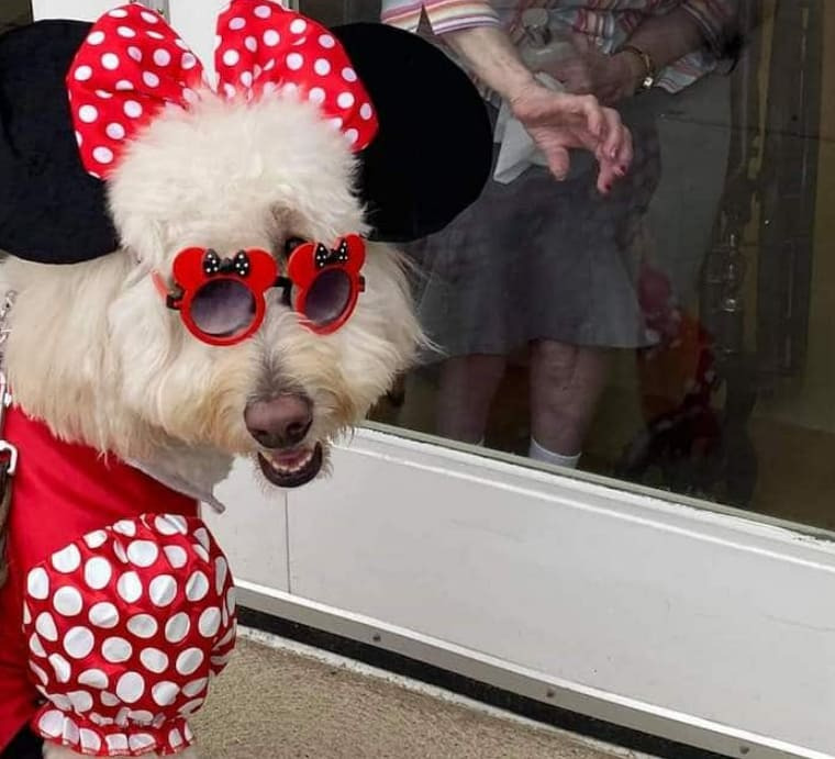 토끼 분장 선발대회 2022년 캐드버리 버니는 VIDEO: English Doodle Therapy Dog Wins the Cadbury National Easter Bunny Contest