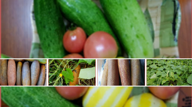 오이,토마토,가지,서리태콩 순치기 방법(순지르기 그림)