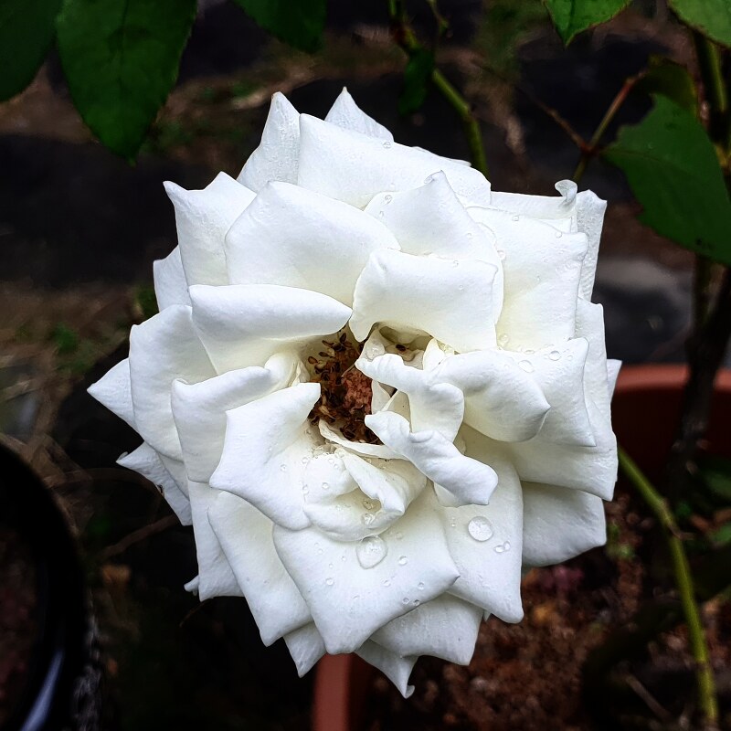 정원장미 백장미 White Garden Roses