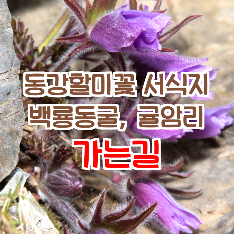 동강할미꽃 군락지 가는길, '백룡동굴 동강 할미꽃, 귤암리 동강 할미꽃'