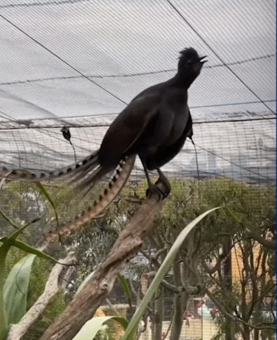 아기와 똑같은 울음소리 내는 새 VIDEO:This Australian bird's cry sounds just like a human baby