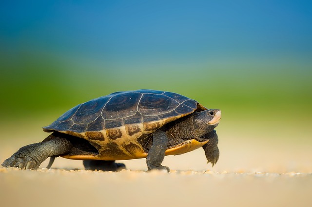 거북이의 특징 과 자연계에 어떤 영향을 미칠까?