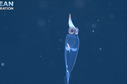 심해의 불가사의한 생명체 '유리 오징어' VIDEO: Amazing Video Captures a Glass Squid Swimming in the Depths of the Ocean