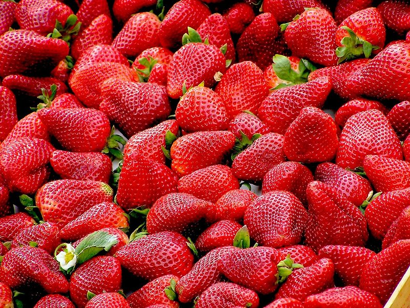 딸기 효능 및 보관방법