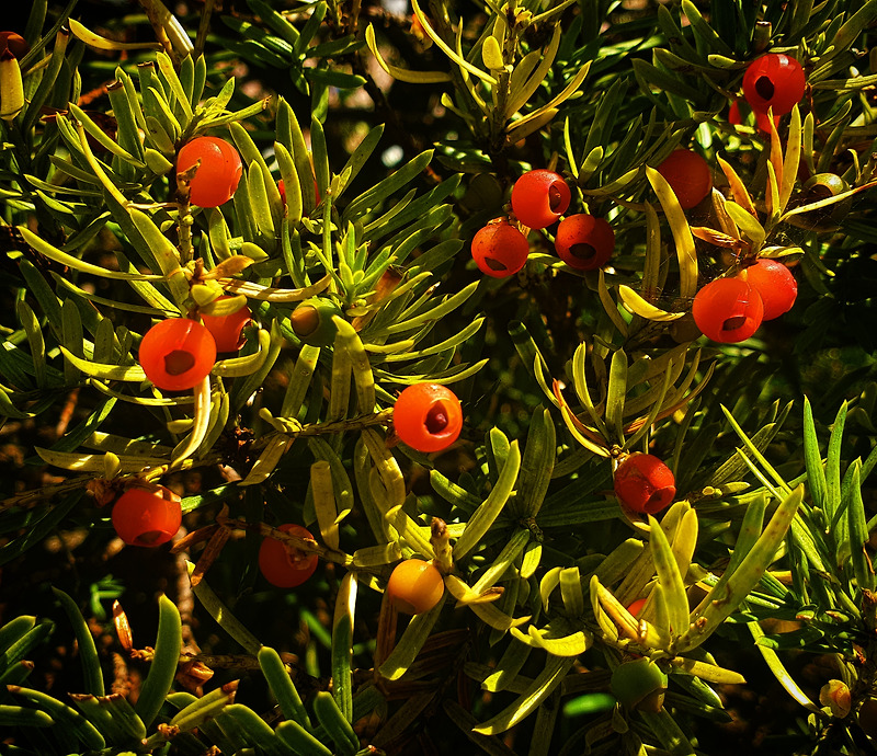 햇살을 받고 있는 주목나무 붉은 열매들