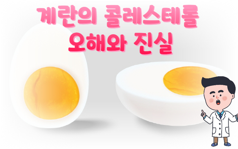 계란 달걀의 콜레스테롤 오해와 진실 엄청난 효능