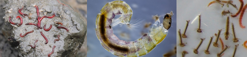 깔따구 유충 7개소 발견(49개중), 환경부 전국 수돗물 안전관리 총력대응