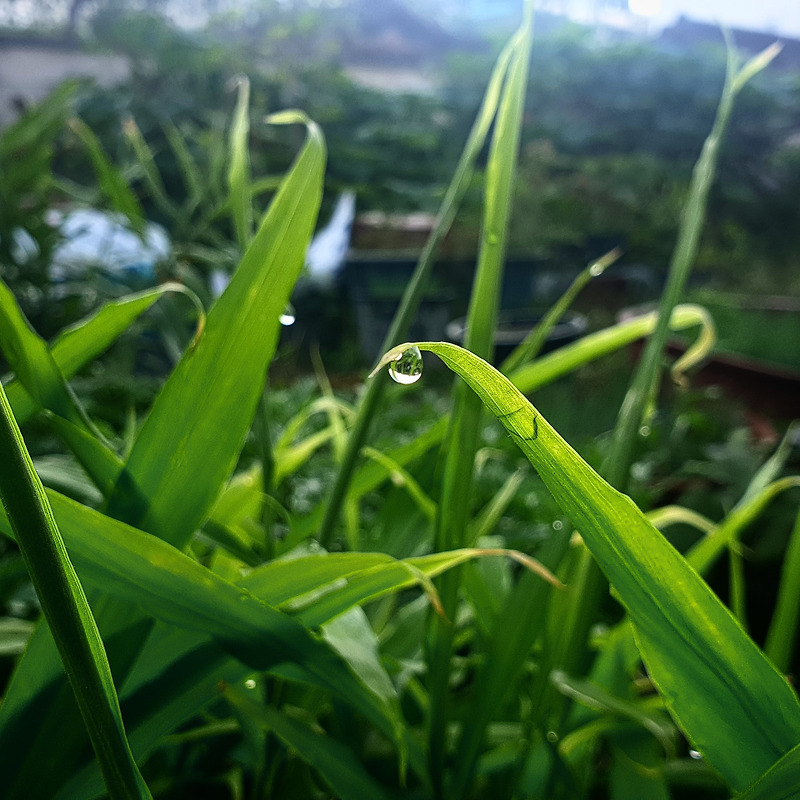 생강 잎사귀에 맺힌 한 방울의 빗방울