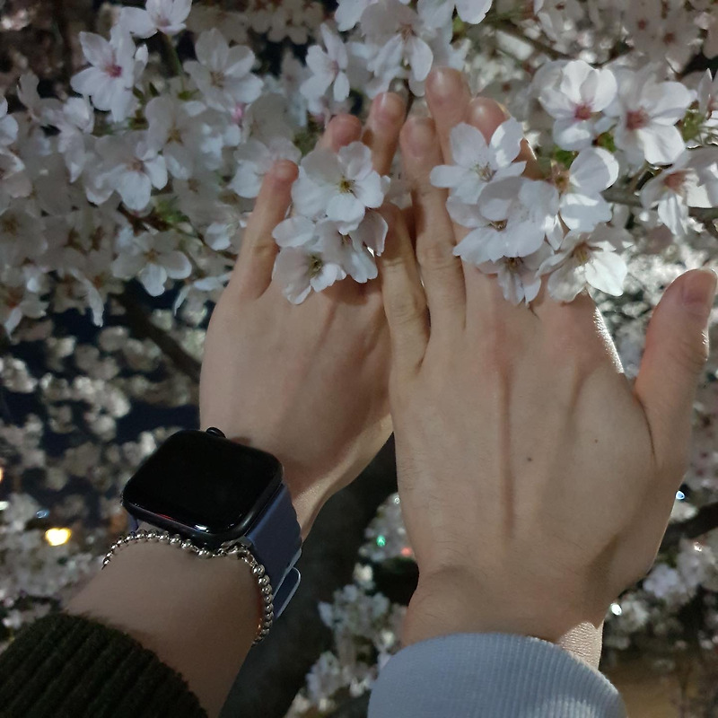 [청주] 벚꽃보러 봄에 꼭 가봐야하는 곳 무심천