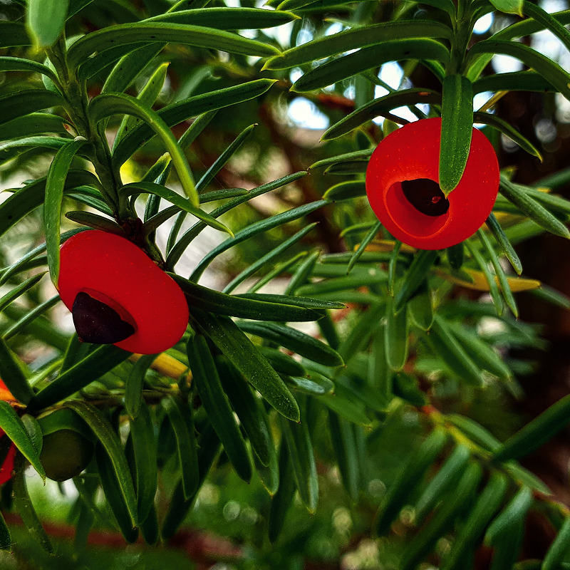 주목나무(Taxus brevifolia) 붉은 등이 달렸네.
