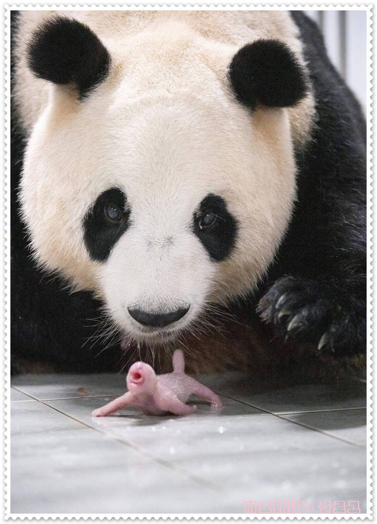 아이바오 중국 사육사 학대 과거 털어내고 임신 및 쌍둥이 판다 출산 성공 반환 시기와 사육 비용은?