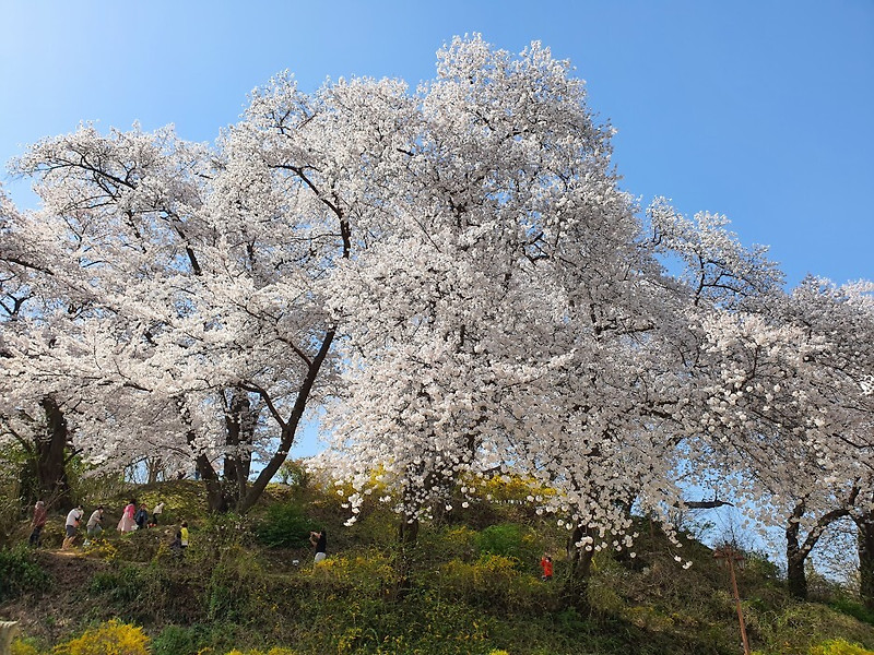 대전 근교 공주 벚꽃 맛집 충남역사박물관/숨겨진 벚꽃 명소