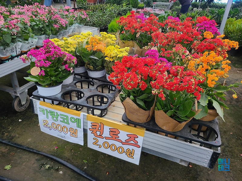 [용인 꽃시장] 남사화훼단지 남사화훼집하장 첫방문, 예쁜 꽃과 식물들이 가득~