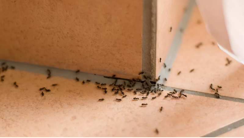 개미 퇴치법, 가정용품으로 안전하게 제거하기