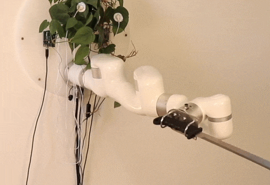 살아있는 식물이 로봇 칼을 움직인다  VIDEO: Living plant controls a machete through an industrial robot arm