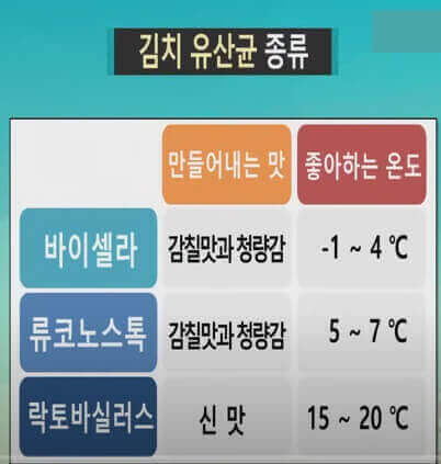 김치의 유산균 폭발 증가 비법과 김장 맛 수정 방법