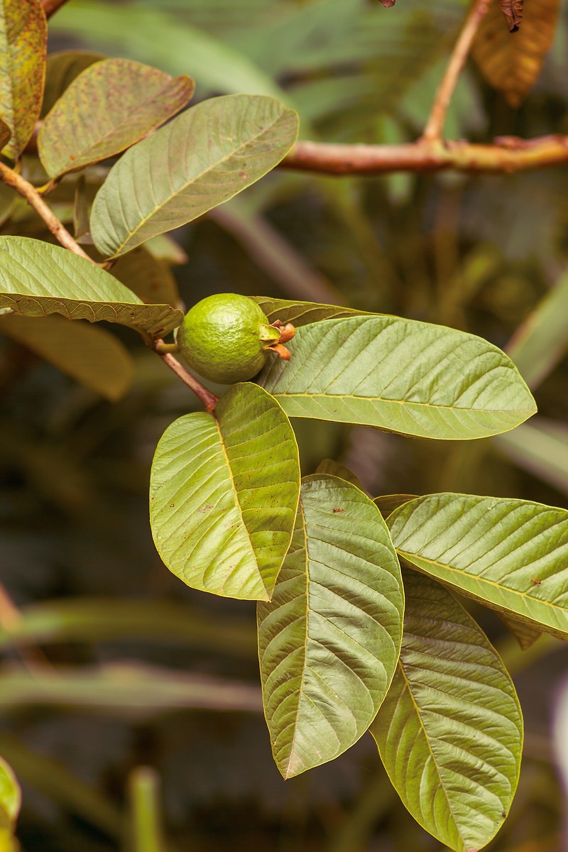 당뇨에 효과가 있는 바나바잎의 효능 알아보기
