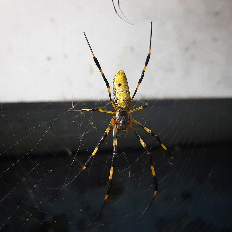 청주대학교 경상대학교 부근 게시판에 있는 거미