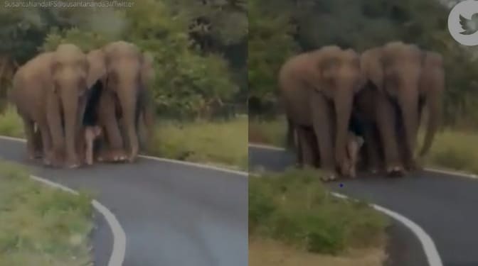 너무 귀여운 아기 코끼리 이야기 둘 VIDEO: Watch how this elephant herd protects a newborn baby ㅣ Playful baby elephant rips off model's skirt by clambering over her